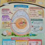 WIELKANOCNA CHEMIA – CO KRYJE SIĘ W JAJKU?-zdjęcie nr 4