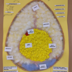 WIELKANOCNA CHEMIA – CO KRYJE SIĘ W JAJKU?-zdjęcie nr 6