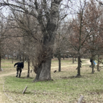 Plac katyński 2026-zdjęcie nr 1